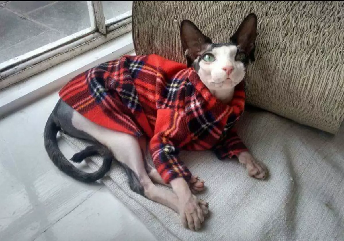 Кат облека: топла плетена облека за мачки и мачиња. Како да ја изберете вистинската големина? Како да научиш облека? 11923_42