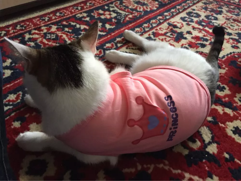 Cat odjeća: Topla pletena odjeća za mačke i mačiće. Kako odabrati pravu veličinu? Kako naučiti odeću? 11923_43