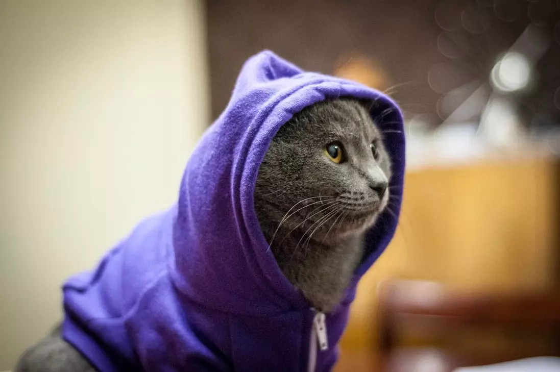 בגדים חתול: בגדים סרוגים חם לחתולים וגורים. כיצד לבחור את הגודל הנכון? איך ללמד בגדים? 11923_44