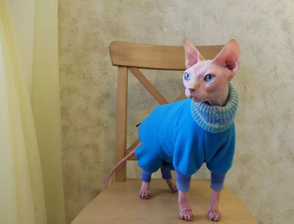 Cilên Cat: Cilên Knitted Knitted Ji bo Cats û Kittens. Mezinahiya rast çawa hilbijêrin? Meriv çawa cilan fêr dike? 11923_45