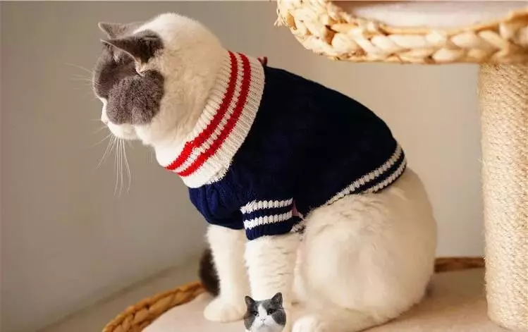 ملابس القط: الدافئة ملابس التريكو للقطط والقطط. كيفية اختيار الحجم المناسب؟ كيفية تدريس الملابس؟ 11923_5
