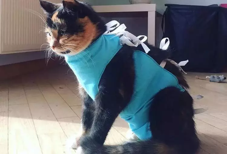 Katzenkleidung: Warme gestrickte Kleidung für Katzen und Kätzchen. Wie wählt ich die richtige Größe aus? Wie kannst du Kleidung beibringen? 11923_7