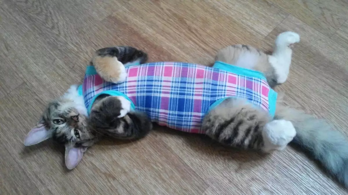 Roupa de gato: roupa de punto quente para gatos e gatitos. Como elixir o tamaño correcto? Como ensinar a roupa? 11923_8