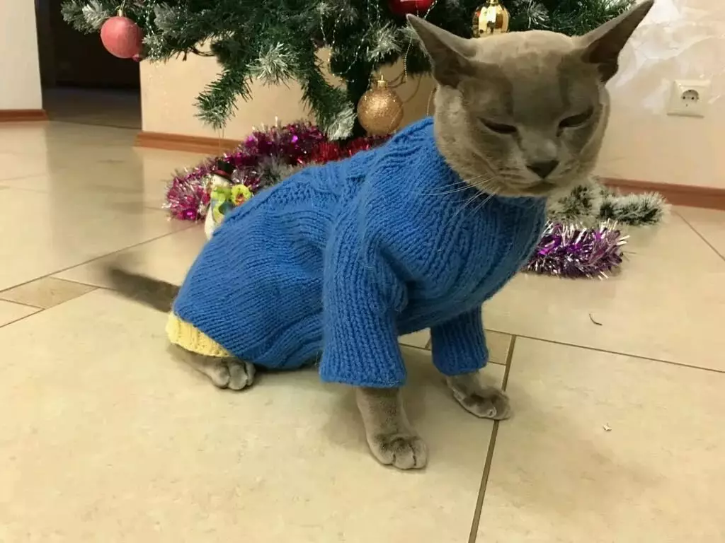 Cilên Cat: Cilên Knitted Knitted Ji bo Cats û Kittens. Mezinahiya rast çawa hilbijêrin? Meriv çawa cilan fêr dike? 11923_9