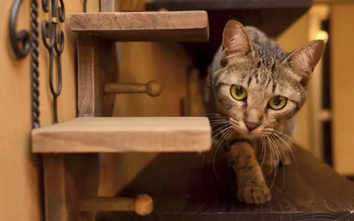 Cara mengajarkan kucing untuk rumah baru? Bagaimana beradaptasi kucing tua ke tempat baru tinggal? Berapa banyak waktu kebutuhan untuk kecanduan kucing? 11924_2
