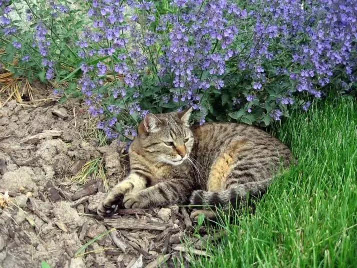 Bir kedi yeni bir eve nasıl öğretilir? Yaşlı kediyi yeni bir ikamet yerine nasıl uyarlanır? Bir yavru kedi bağımlılığı için ne kadar zaman ihtiyacı var? 11924_6