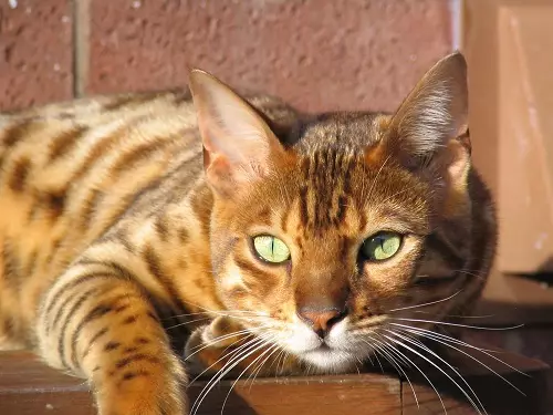 Macet e domaining: Historia e pamjes së maceve në jetën e një personi. Kur macet e zbutura? 11925_10