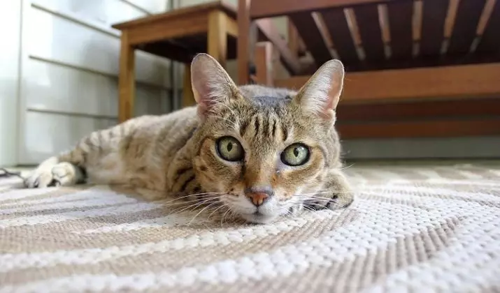घरगुती मांजरी: एखाद्या व्यक्तीच्या जीवनात मांजरीच्या स्वरूपाचा इतिहास. जेव्हा पाळीव मांजरी असतात? 11925_12