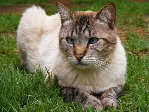 Domaining macskák: a macska megjelenése története egy személy életében. Ha háziasított macskák? 11925_4
