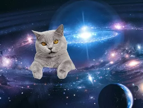 घरगुती मांजरी: एखाद्या व्यक्तीच्या जीवनात मांजरीच्या स्वरूपाचा इतिहास. जेव्हा पाळीव मांजरी असतात? 11925_5