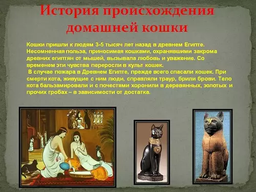Macet e domaining: Historia e pamjes së maceve në jetën e një personi. Kur macet e zbutura? 11925_6