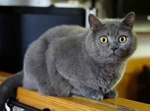 Klidná plemena koček: popis poslušných koček pro byt. Jak si vybrat kočku? 11929_10