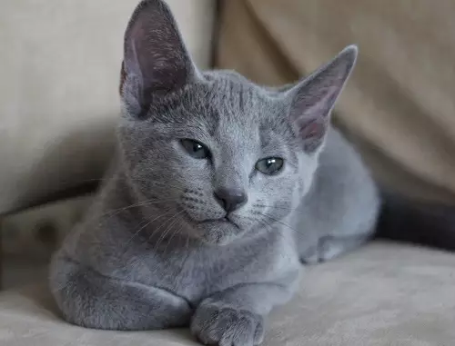 Найспокійніші породи кішок: опис слухняних котів для квартири. Як вибрати кішку? 11929_12