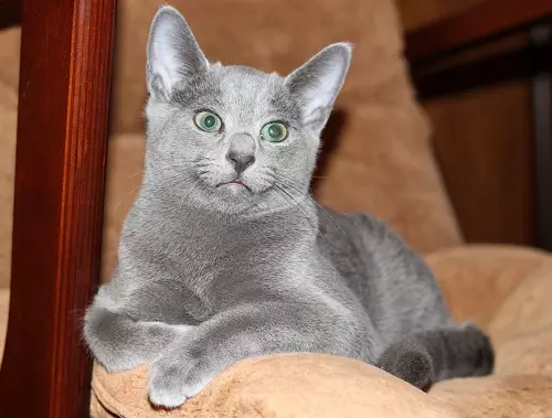 Смирените раси на мачки: Опис на послушни мачки за станот. Како да изберете мачка? 11929_13