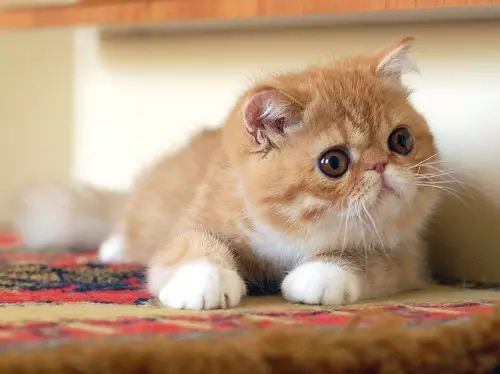 Найспокійніші породи кішок: опис слухняних котів для квартири. Як вибрати кішку? 11929_14