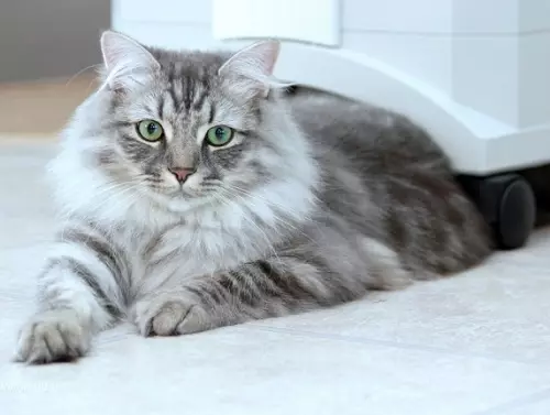 Смирените раси на мачки: Опис на послушни мачки за станот. Како да изберете мачка? 11929_19