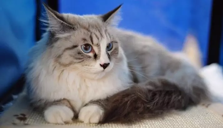 Найспокійніші породи кішок: опис слухняних котів для квартири. Як вибрати кішку? 11929_2
