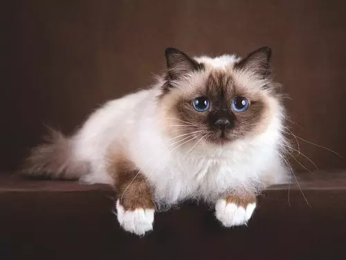 Смирените раси на мачки: Опис на послушни мачки за станот. Како да изберете мачка? 11929_6