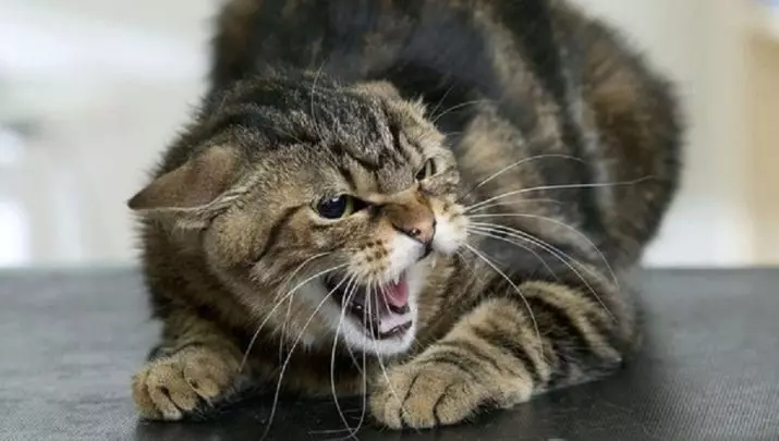 Miksi kissat pelkäävät pölynimuria? Entä jos kissa on epärealistinen pelko? Kuinka valita pölynimuri Jos kissa on kotona? 11930_2