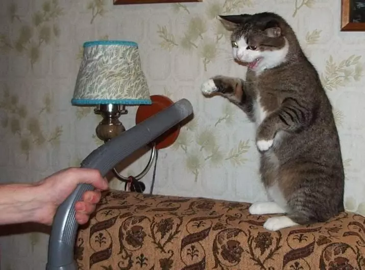 なぜ猫が掃除機を恐れているのですか？猫が非現実的な恐れの場合はどうなりますか？家に猫がいる場合は掃除機を選ぶ方法は？ 11930_3