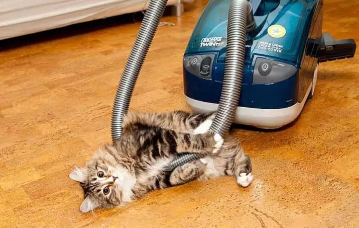なぜ猫が掃除機を恐れているのですか？猫が非現実的な恐れの場合はどうなりますか？家に猫がいる場合は掃除機を選ぶ方法は？ 11930_5
