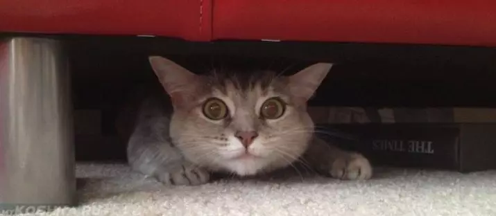 なぜ猫が掃除機を恐れているのですか？猫が非現実的な恐れの場合はどうなりますか？家に猫がいる場合は掃除機を選ぶ方法は？ 11930_7
