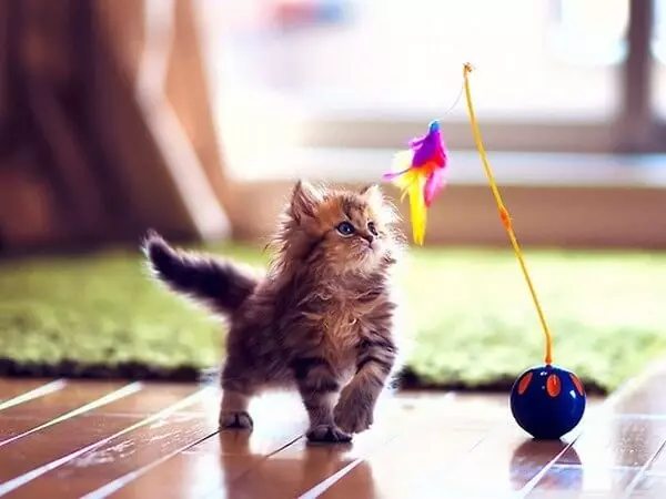 Играчки за котки (59 снимки): най-добрите интерактивни и интелигентни игри за котки, електронни мишки и nevoshai за котенца, кръг с топка и играчки с деликатес вътре 11931_35
