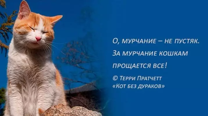Hvorfor går katter? Hvorfor katter er murchat når de glatter dem? Feline Murchanty Mekanisme 11932_4