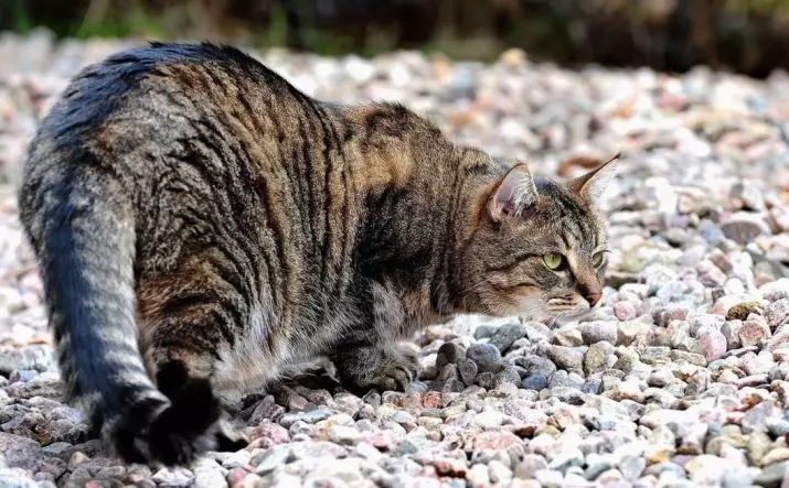 Vad är en kattsvans? Vad betyder han? Varför kan inte dra och dra djuret bakom svansen? Varför skakar katten och påverkar svansen? Varför kör katter bakom sin svans? 11936_10