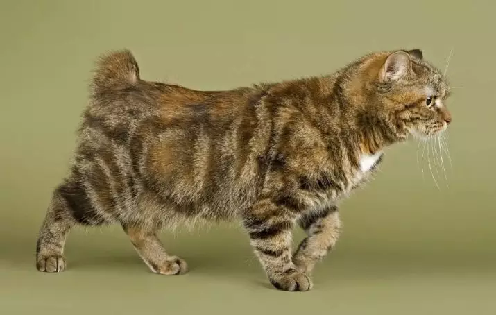 Hva er en katthale? Hva betyr han? Hvorfor kan ikke trekke og trekke dyret bak halen? Hvorfor rister katten og påvirker halen? Hvorfor løper katter bak halen sin? 11936_13