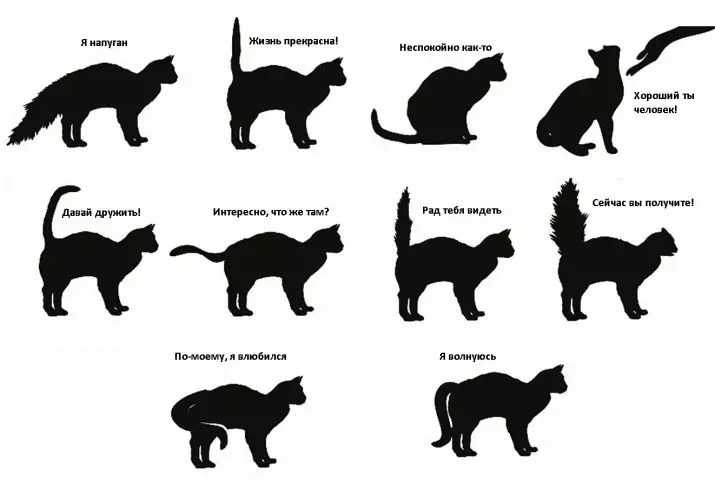 Cad is eireaball cat ann? Cad a dhéanann sé? Cén fáth nach féidir leis an ainmhí taobh thiar den eireaball a tharraingt agus a tharraingt siar? Cén fáth a bhfuil an cat croith agus a théann i bhfeidhm ar an eireaball? Cén fáth a bhfuil cait ag rith taobh thiar dá n-eireaball? 11936_14