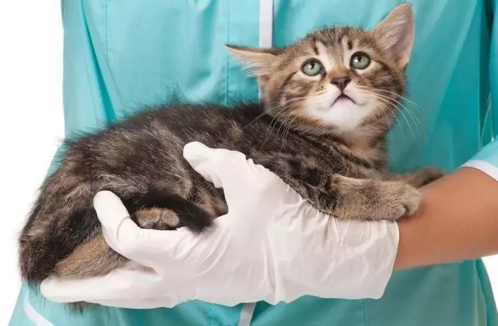 Qu'est-ce qu'une queue de chat? Qu'est-ce qu'il compte? Pourquoi ne peut pas tirer et tirer l'animal derrière la queue? Pourquoi le chat secoue-t-il et affecte la queue? Pourquoi les chats courent-ils derrière leur queue? 11936_18