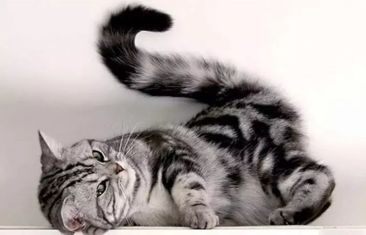 ¿Qué es una cola de gato? ¿Qué importa él? ¿Por qué no se puede tirar y tirar del animal detrás de la cola? ¿Por qué el gato sacude y afecta la cola? ¿Por qué los gatos corren detrás de su cola? 11936_2