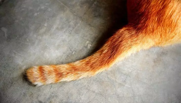 Што е опашка на мачка? Што е важен? Зошто не може да се повлече и да го повлече животното зад опашката? Зошто мачката се тресат и влијае на опашката? Зошто мачките трчаат зад опашката? 11936_3