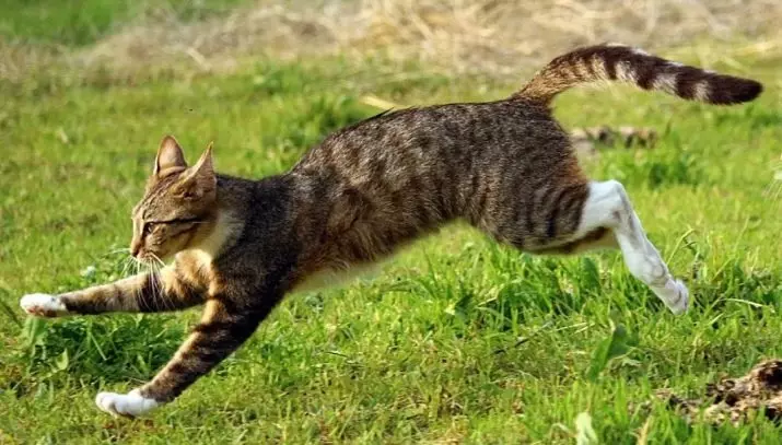Шта је мачји реп? Шта је важно? Зашто не може да повуче и повуче животињу иза репа? Зашто се мачка тресе и утиче на реп? Зашто мачке трче иза репа? 11936_6