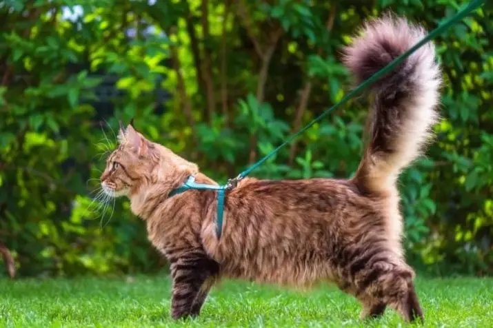 猫の尾は何ですか？彼はどうしますか？動物を尾の後ろに引っ張って引っ張ることができないのはなぜですか？なぜ猫が尾を振って尾に影響を与えるのですか？なぜ猫が彼らの尾の後ろに走っているのですか？ 11936_9