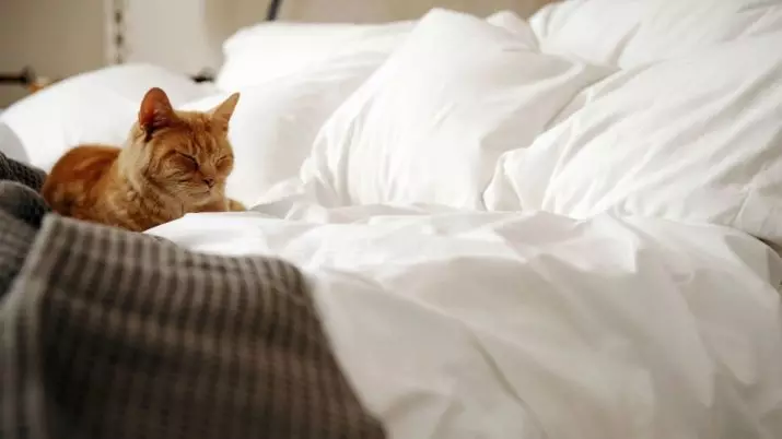 Zašto su mačke spavaju u noge vlasnika? Šta to znači za osobu? Šta ako je mačka stalno nalazi u neposrednoj blizini domaćica noću? 11944_10