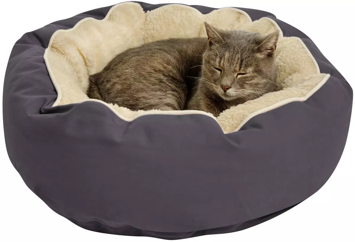 Hvorfor sover katter i eierens ben? Hva betyr dette for en person? Hva om katten hele tiden ligger i nærheten av vertinnen om natten? 11944_18