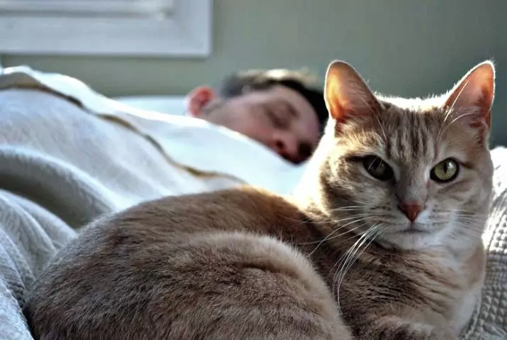 Pse macet flenë në këmbët e pronarit? Çfarë do të thotë kjo për një person? Po sikur mace vazhdimisht qëndron pranë zonjës gjatë natës? 11944_3