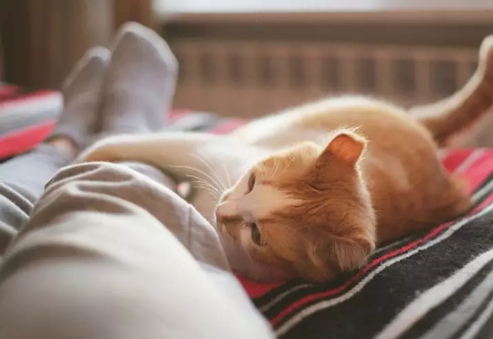 Miért alszik a macskák a tulajdonos lábaiban? Mit jelent ez egy személy számára? Mi van, ha a macska folyamatosan a hostess éjszaka közelében fekszik? 11944_7