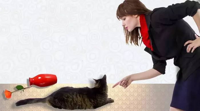 Si për të trajnuar një mace? Metodat për trajnimin e mace dhe kotele në shtëpi për fillestarët. A i nënshtrohen macet tuaja të trajnimit? 11946_10