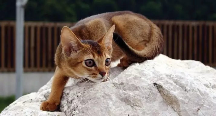 Wie trainiere ich eine Katze? Methoden zum Trainieren von Katzen und Kätzchen zu Hause für Anfänger. Erleichtern Ihre Katzen dem Training? 11946_12