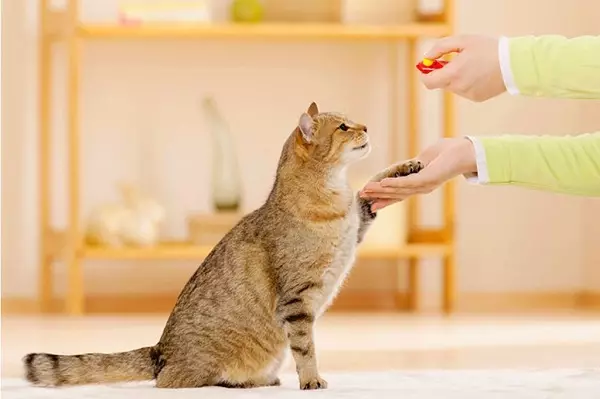 Kumaha ngalatih ucing? Metode pikeun latihan ucing sareng anak ucing di bumi kanggo pamula. Naha Ucing Anjeun Subur? 11946_2