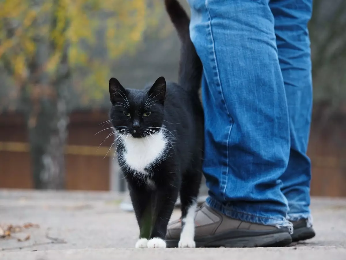 Kumaha ngalatih ucing? Metode pikeun latihan ucing sareng anak ucing di bumi kanggo pamula. Naha Ucing Anjeun Subur? 11946_27