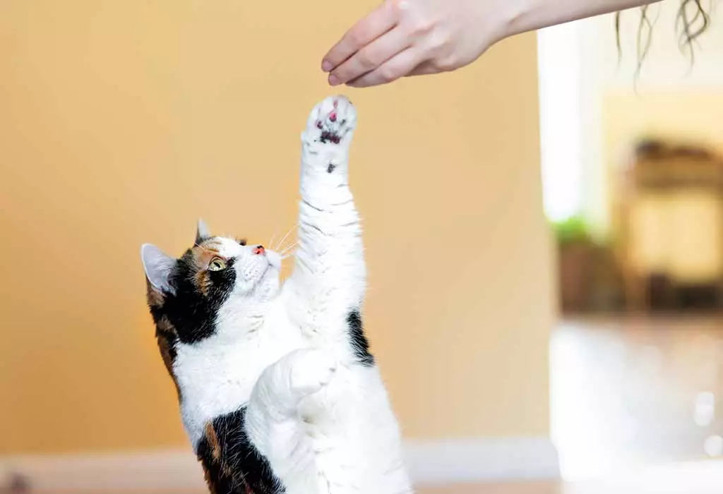วิธีการฝึกแมว? วิธีการฝึกแมวและลูกแมวที่บ้านสำหรับผู้เริ่มต้น แมวของคุณยอมจำนนต่อการฝึกไหม? 11946_8