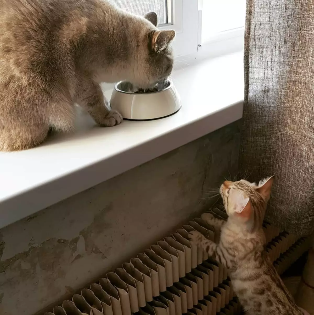 Zakaj mačke pokopljene hrano? Zakaj mačke gorijo hrano poleg misije z vodo, potem ko so dobile? Zakaj mačke delajo vsakič? 11949_10