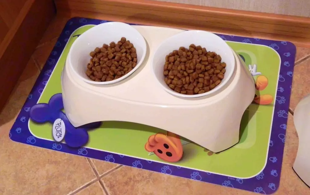 Tại sao mèo chôn thức ăn? Tại sao mèo đốt thức ăn bên cạnh nhiệm vụ với nước sau khi họ có? Tại sao mèo làm điều đó mỗi lần? 11949_11