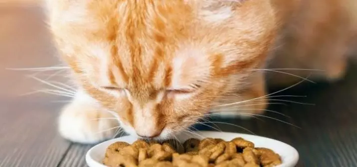 Зошто мачките погребаат храна? Зошто мачките гори храна до мисијата со вода откако добија? Зошто мачките го прават тоа секој пат? 11949_12