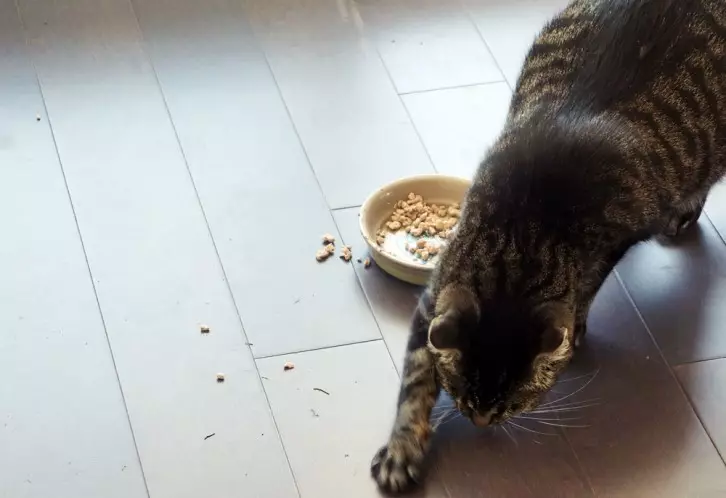Mengapa kucing mengubur makanan? Mengapa kucing membakar makanan di sebelah misi dengan air setelah mereka dapatkan? Mengapa kucing melakukannya setiap saat? 11949_18