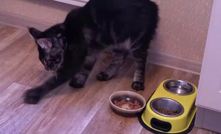 Kāpēc kaķi apglabā pārtiku? Kāpēc kaķi sadedzina pārtiku blakus misijai ar ūdeni pēc tam? Kāpēc kaķi to dara katru reizi? 11949_3